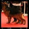  - IEMANN 1er EXCELLENT CLASSE JEUNE PARIS DOG SHOW 2015