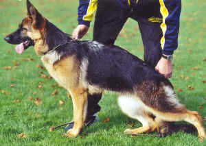 Venus de gauchin verloingt