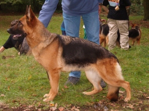 Vickie de gauchin verloingt