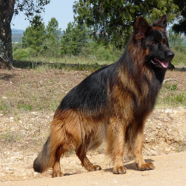 Dino de gauchin verloingt