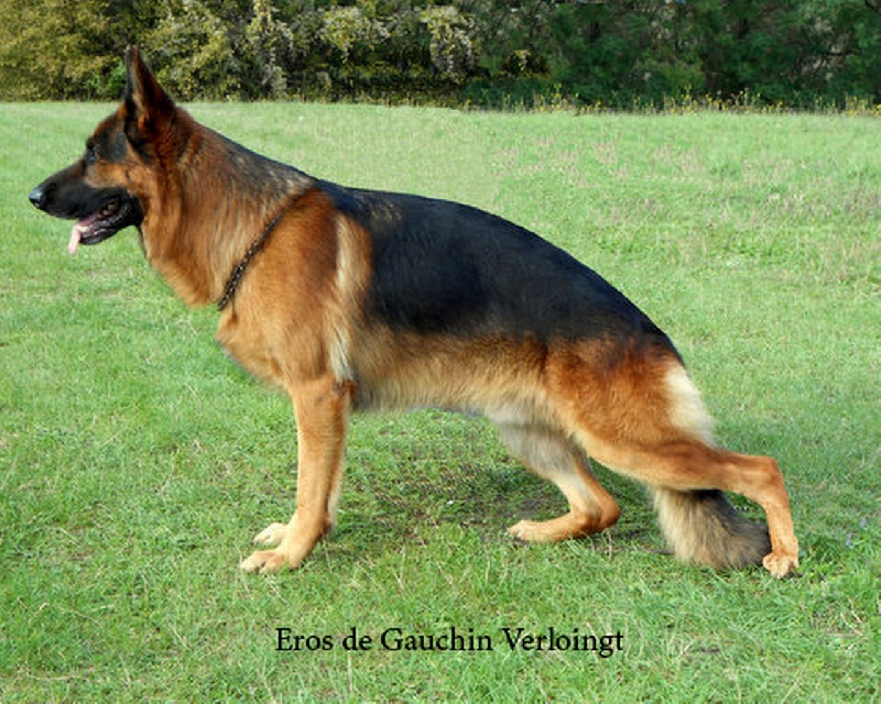 Eros de gauchin verloingt