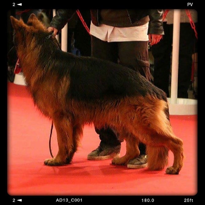 IEMANN 1er EXCELLENT CLASSE JEUNE PARIS DOG SHOW 2015