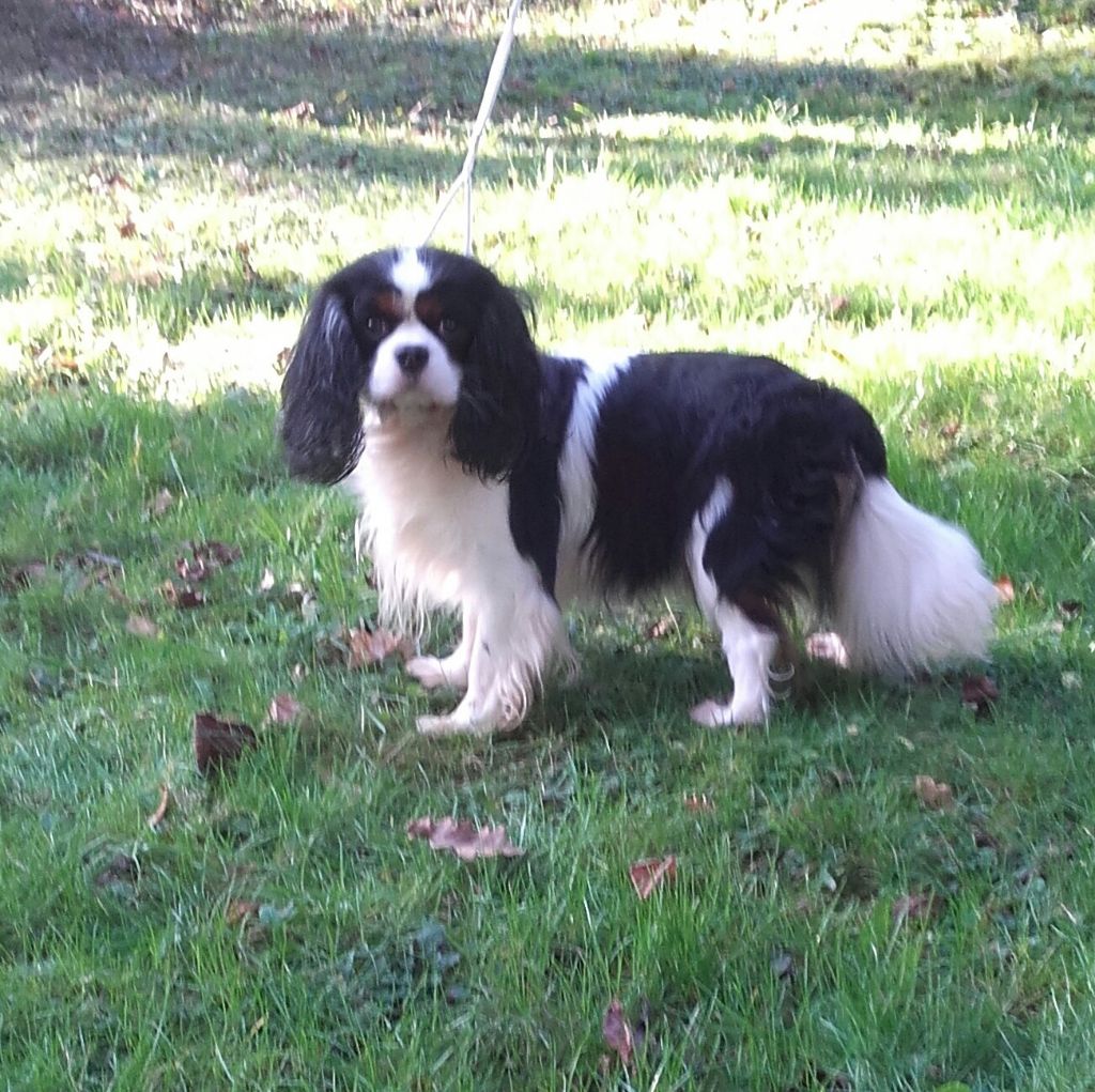 de gauchin verloingt - Cavalier King Charles Spaniel - Portée née le 02/05/2019